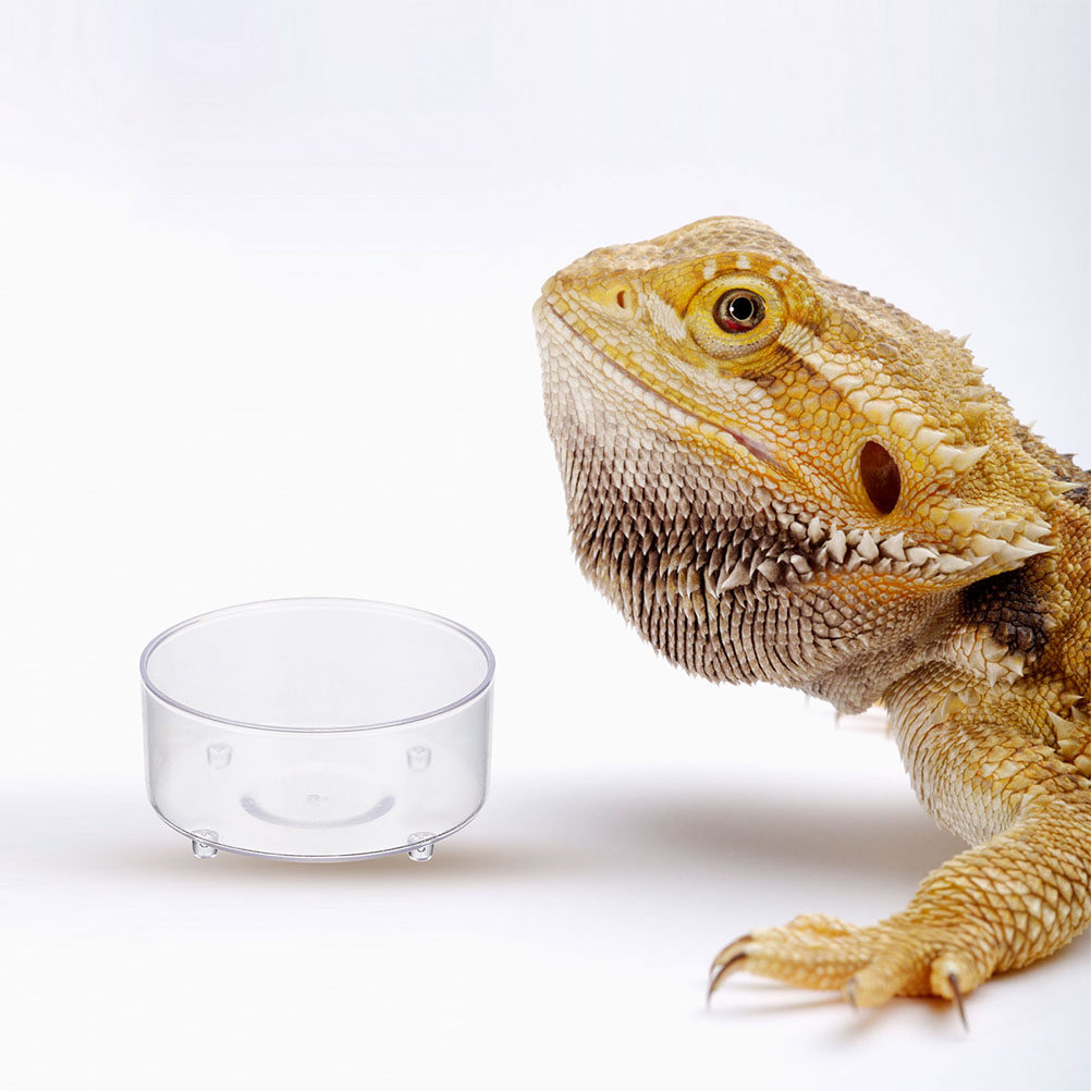Water Dish Reptile - Set di 10 Ciotole in Acrilico