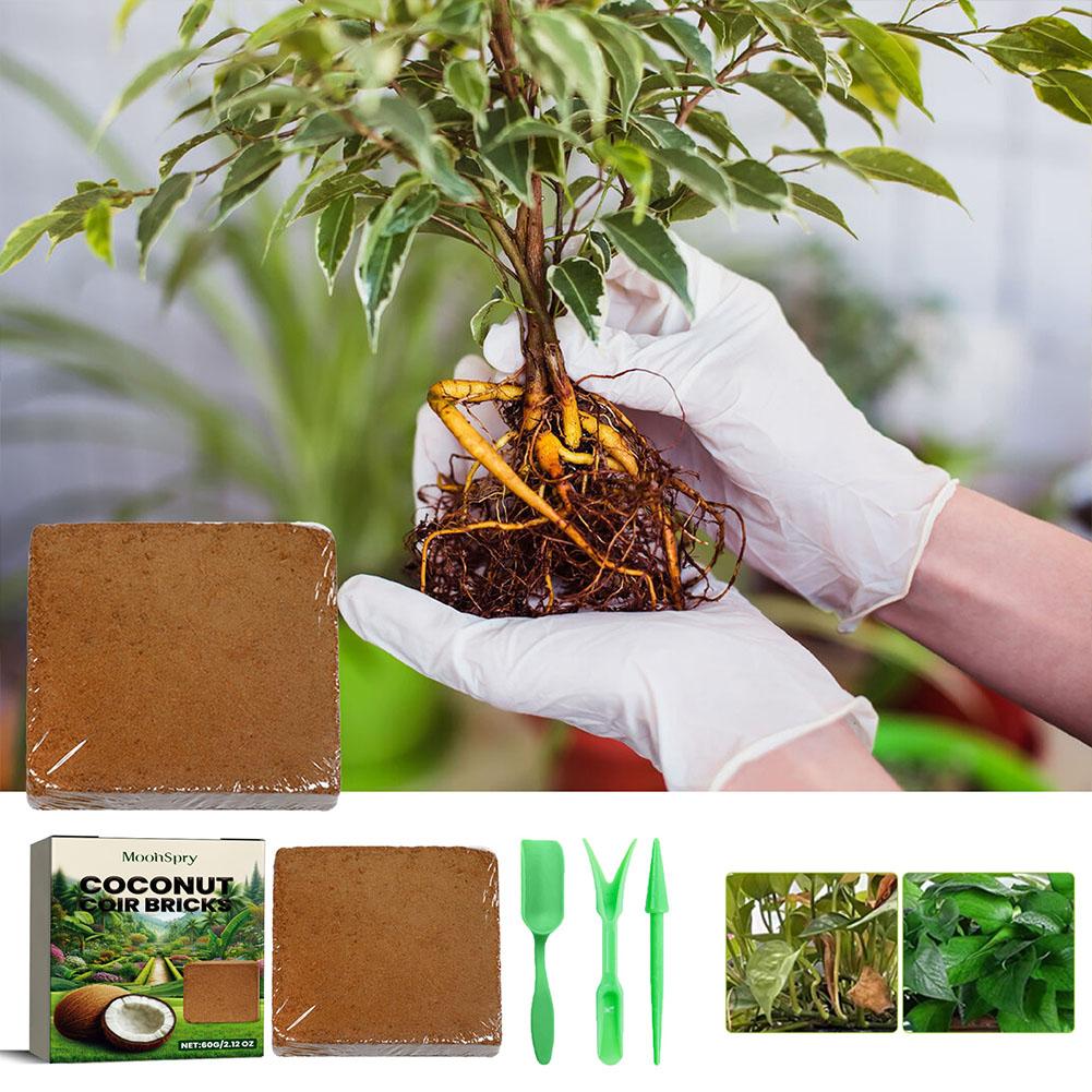 Rettile Soffione in cocco Pres - Substrate Coconut Fiber recensione e prezzo