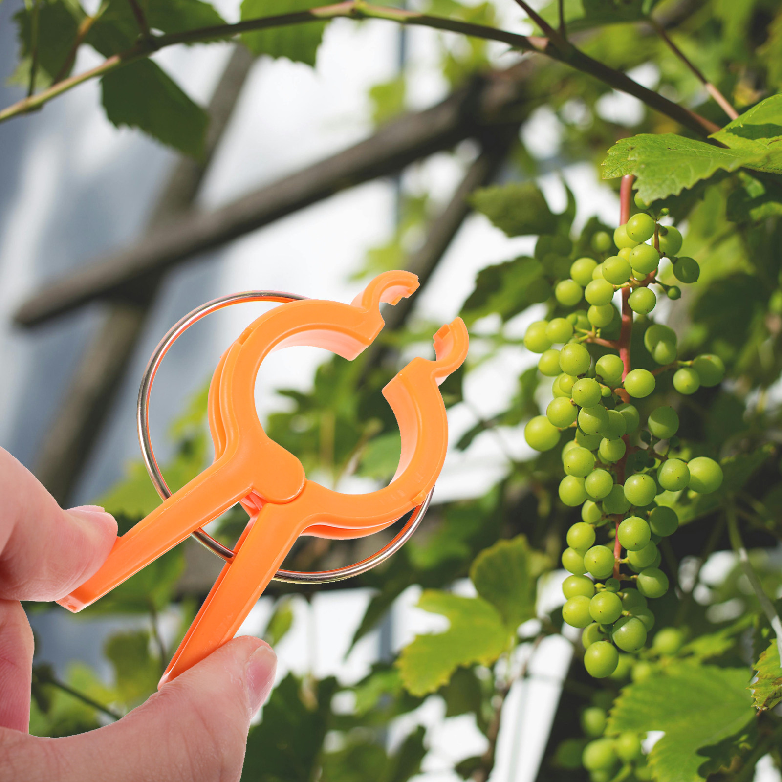 12 Pezzi di Clip di Supporto p - Vine Climbing Plastic recensione e prezzo
