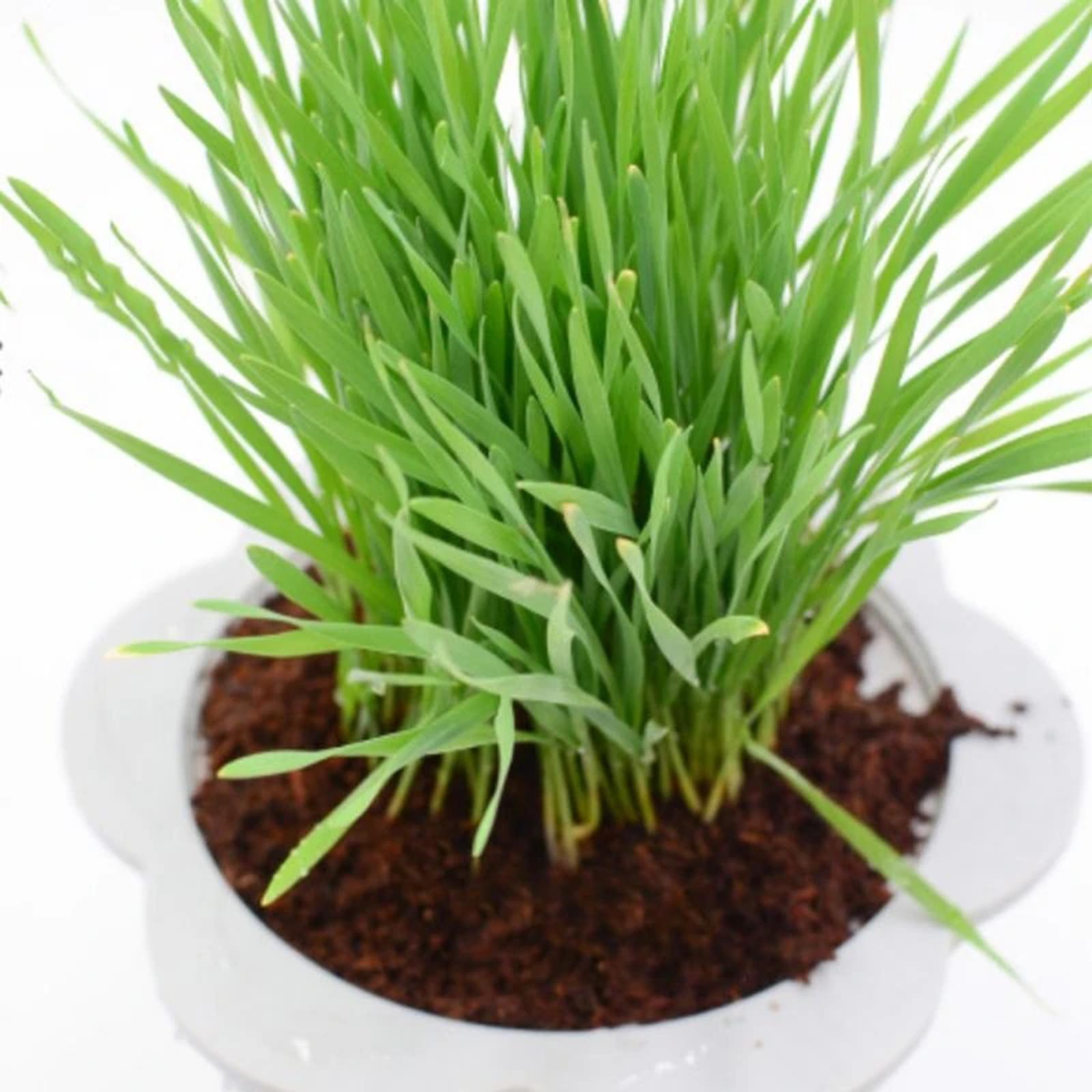 Blocco di Fibra di Cocco Compr - Substrate Coconut Fiber recensione e prezzo