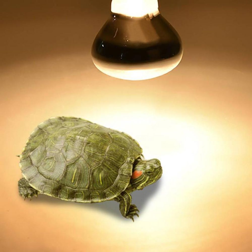 Regolatore di temperatura tart - Basking Bulb Halogen recensione e prezzo
