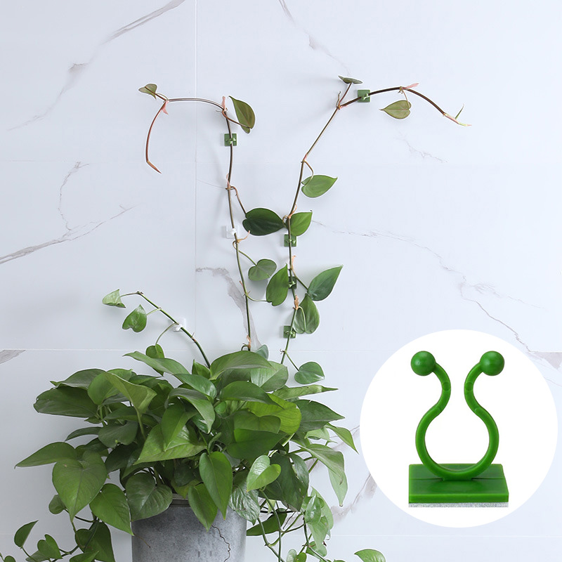 100 pz- Casa Giardino Pianta A - Vine Climbing Plastic recensione e prezzo