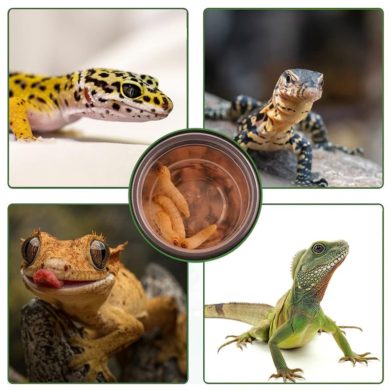 Ciotole per cibo e acqua per g - Water Dish Reptile recensione e prezzo