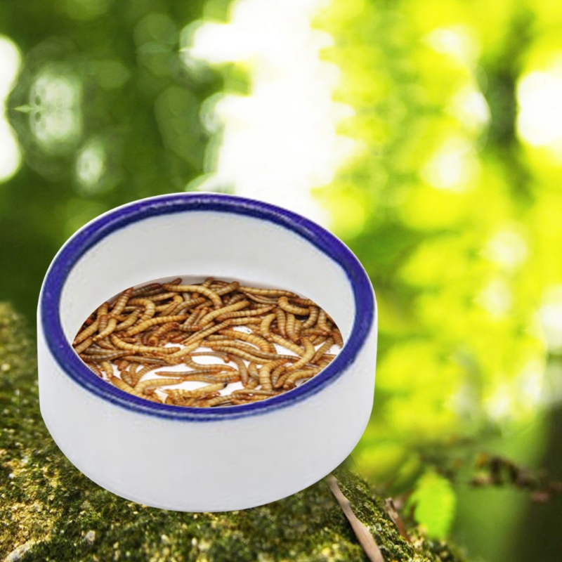 Ciotola per rettili Piatto d'a - Water Dish Reptile recensione e prezzo